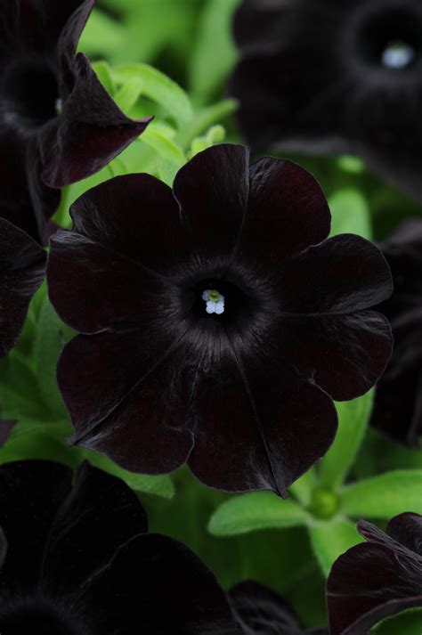 Crafting a Bold Garden: Local Sources for Black Magic Petunias
